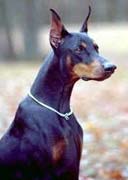 Cachorro da raça Doberman