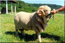Ovelha