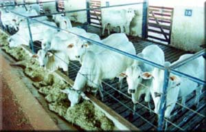Animais em confinamento
