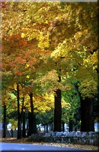 Arborização