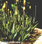 Plantas medicinais
