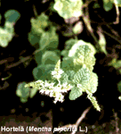 Plantas medicinais