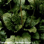 Plantas medicinais