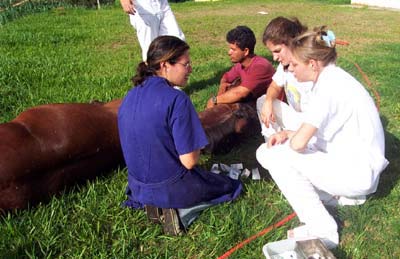 Atendimento veterinário na FMVZ