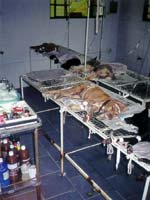 Departamento de Higiene Veterinária e Saúde Pública da FMVZ-Botucatu