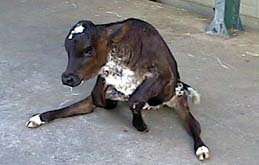 Animais com doenças neurológicas