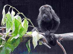 Animal alojado no Centrofauna