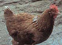 Frango